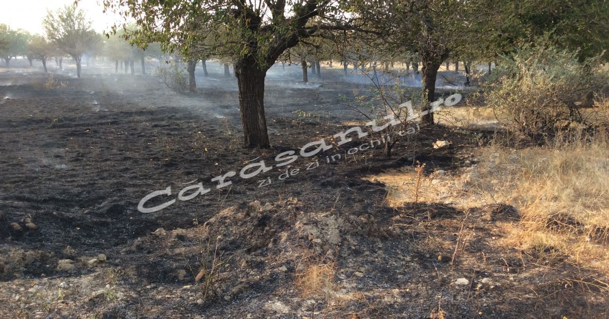 Iagodăria mistuită de flăcări!