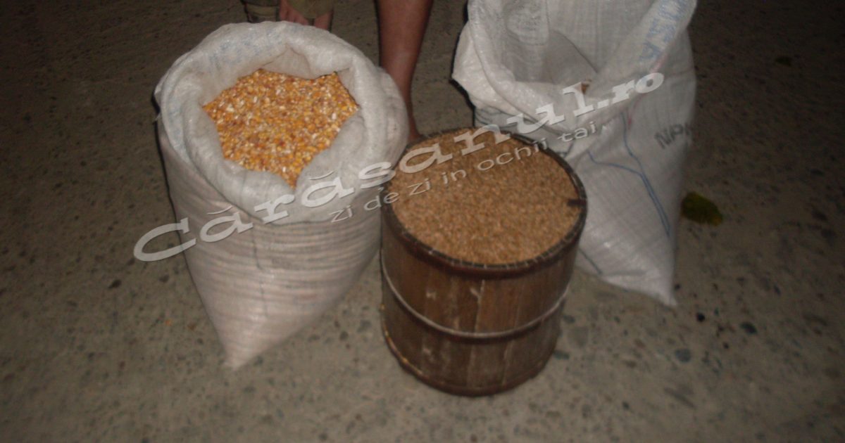 Seceta pedalogică extremă afectează grâul și porumbul!