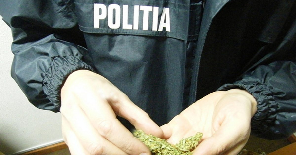 Poliţiştii au confiscat peste 10 kg de canabis şi au reţinut 4 traficanţi de droguri