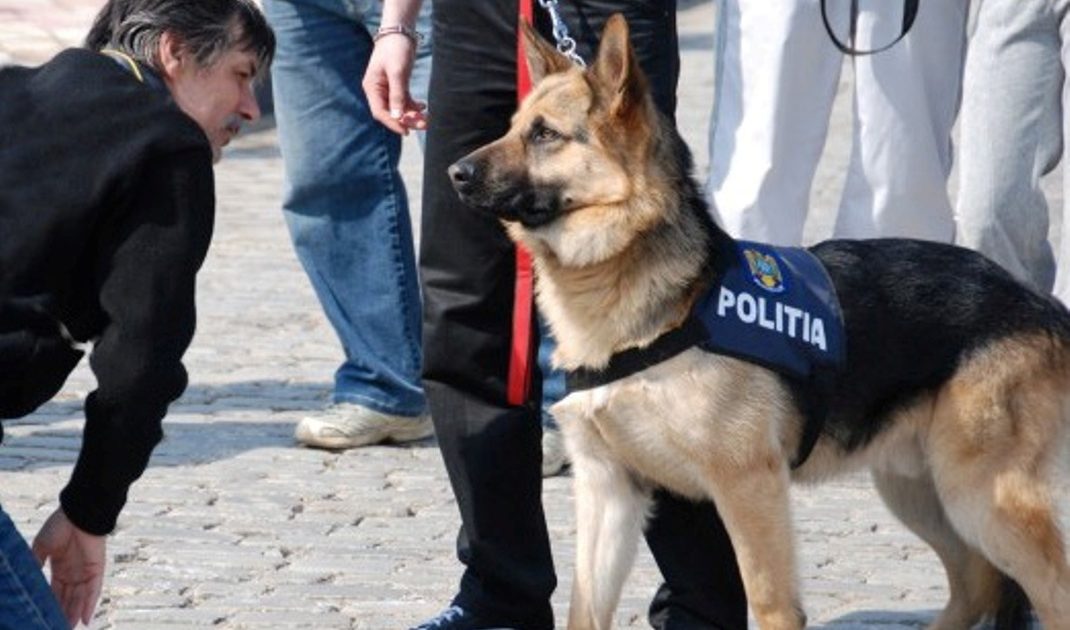 Evadat periculos, prins lângă Berzovia! Oamenii legii, cu un câine poliţist, îl caută pe al doilea evadat.