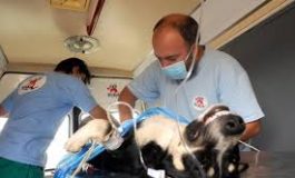     Campanie de sterilizare a câinilor la Moldova Nouă