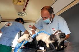Campanie de sterilizare a câinilor la Moldova Nouă