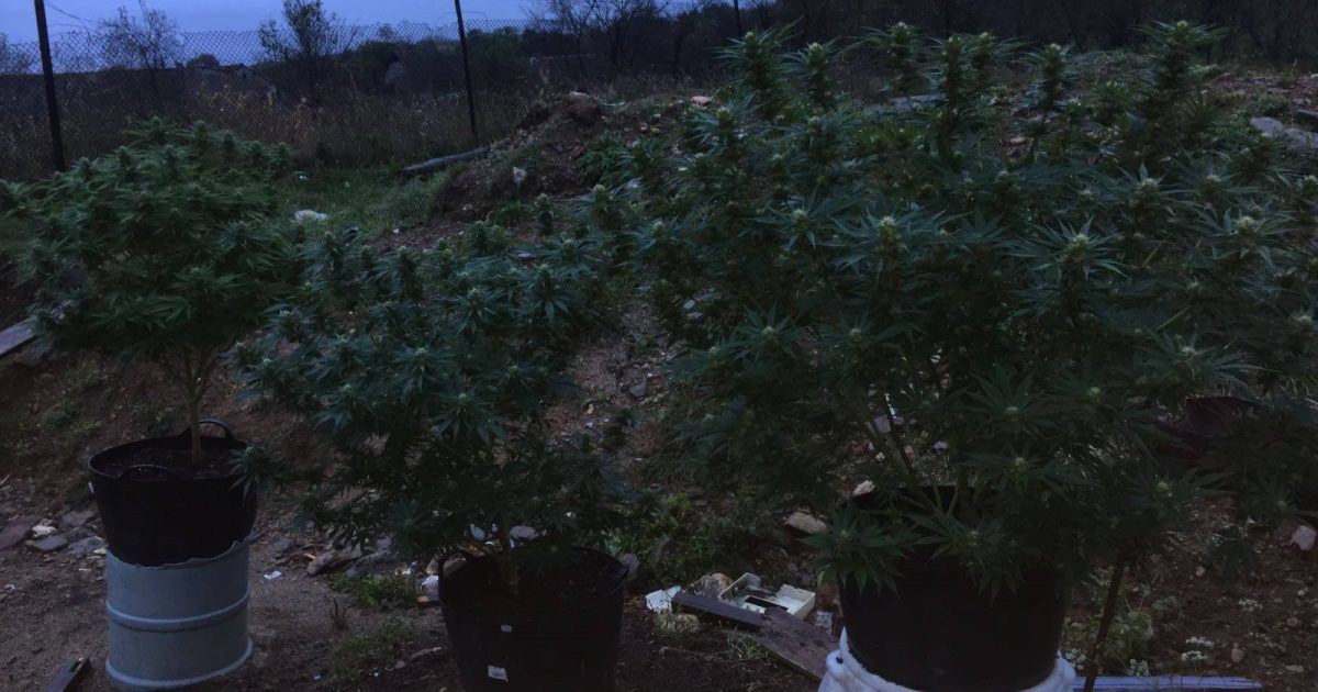 Poliţia a arestat trei producători de cannabis din Lăpuşnicu Mare! Marfa a fost confiscată!