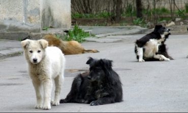 Sterilizare gratuită pentru câinii fără stăpân la Moldova Nouă!
