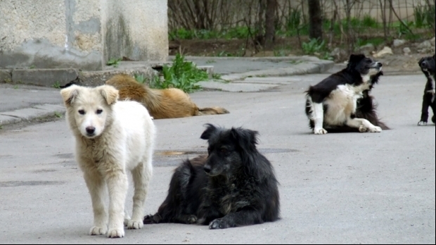 Sterilizare gratuită pentru câinii fără stăpân la Moldova Nouă!