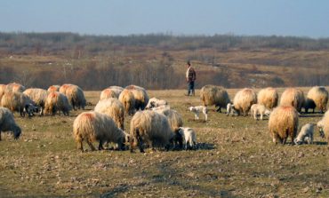 Prețuri duble față de anul trecut, la carnea de miel.