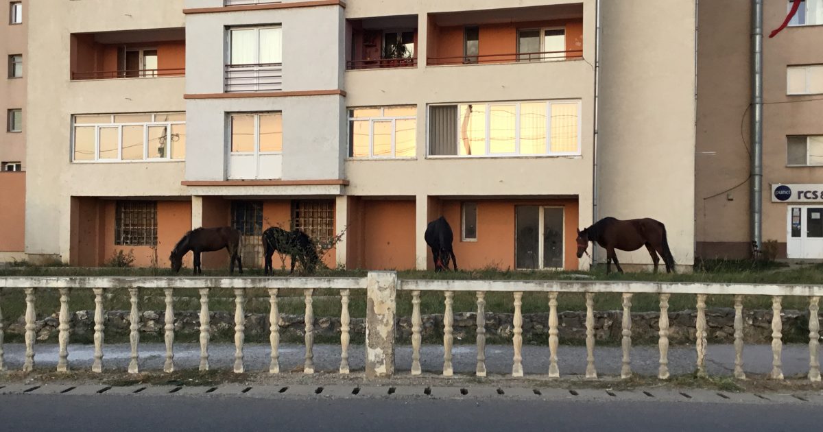 ,,M9 Evolution ,,atracția crescătorilor de animale!Liber la pășunat,fără taxe!