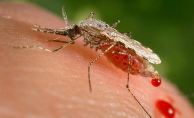 Virusul ,,West Nile,,confirmat in Caras-Severin!