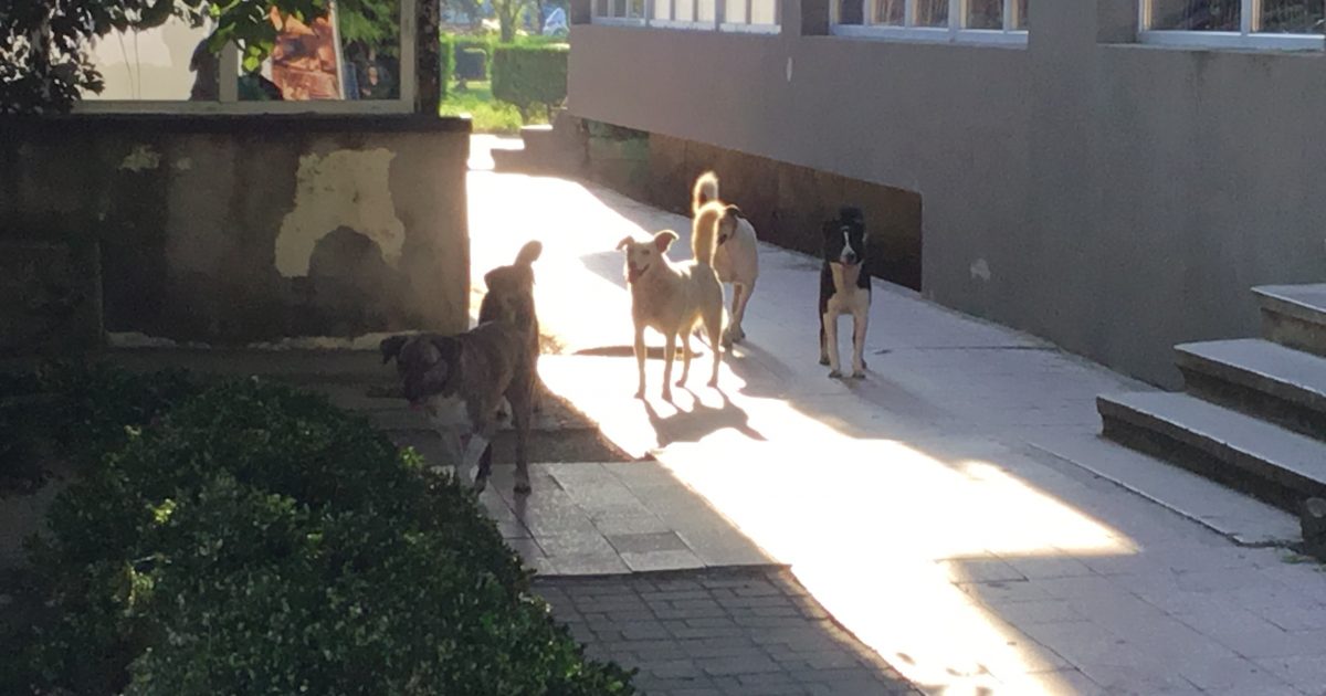 Haitele de caini,au confiscat ,,M9,,