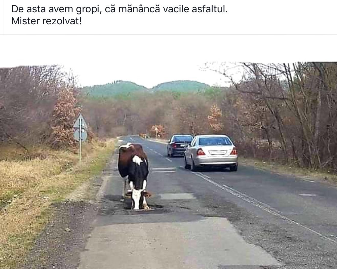 Principalul dusman al soselelor, este vaca..