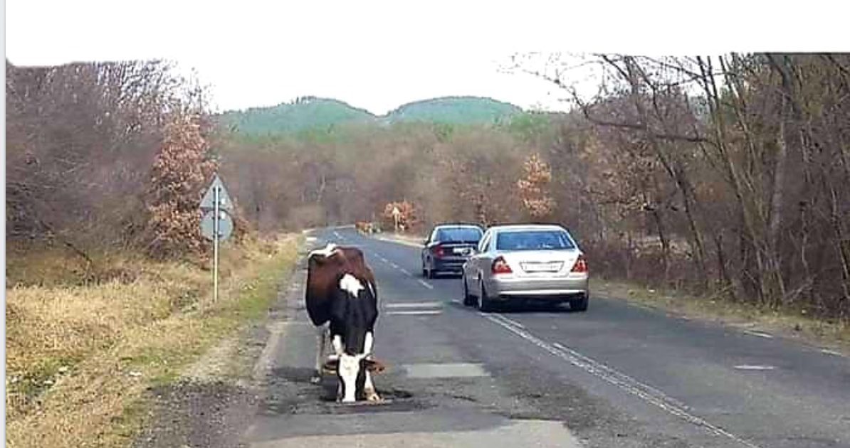 Principalul dusman al soselelor, este vaca..