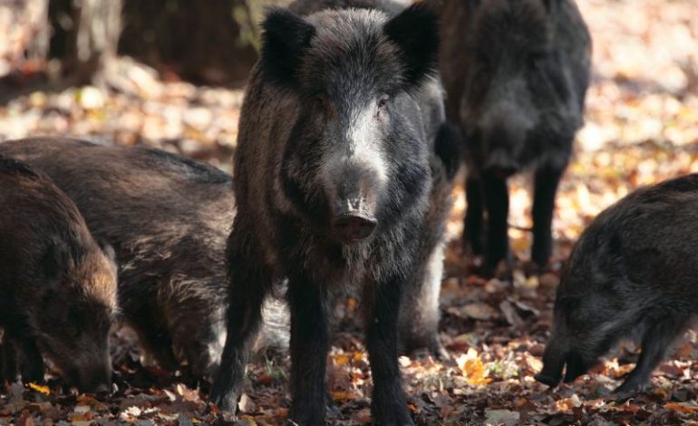 Combaterea pestei porcine,prin decimarea efectivelor de porci mistret