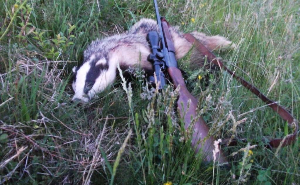 Braconier prins când se întorcea de la vânătoare de bursuci