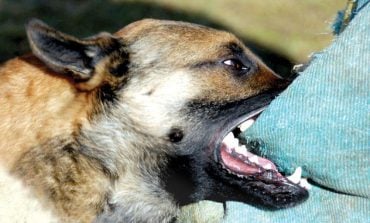 Câini vagabonzi fac o nouă victimă în oraşul Moldova Nouă