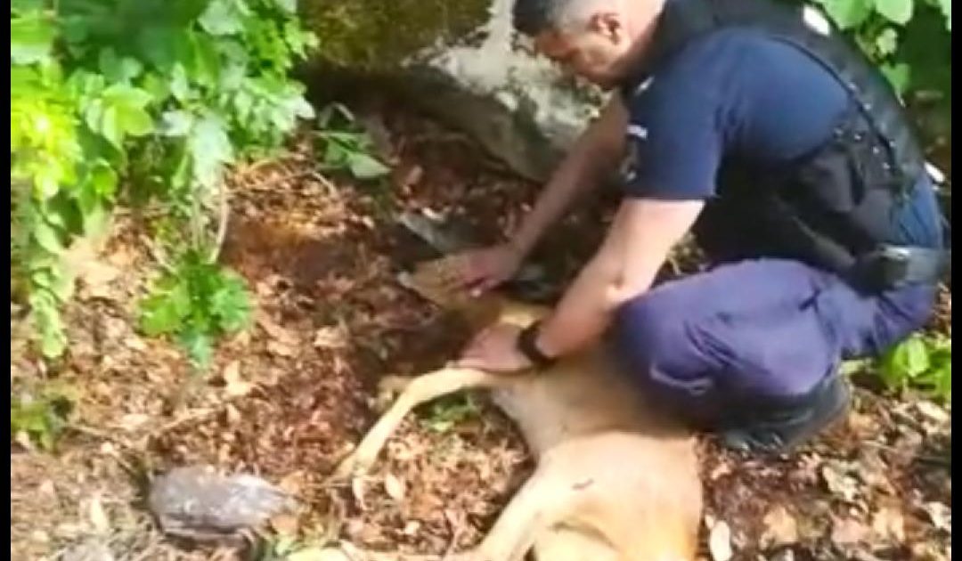 Pui de căprioară rănit și abandonat pe marginea drumului ,salvat de jandarmi!