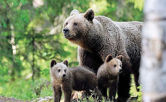 O ursoaică cu doi pui agită locuitorii din Comuna Socol