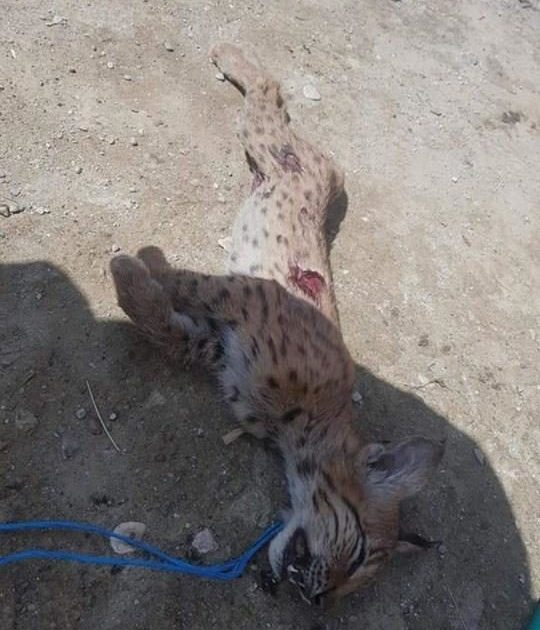 Pui de râs torturat și omorât de doi ,,derbedei,,