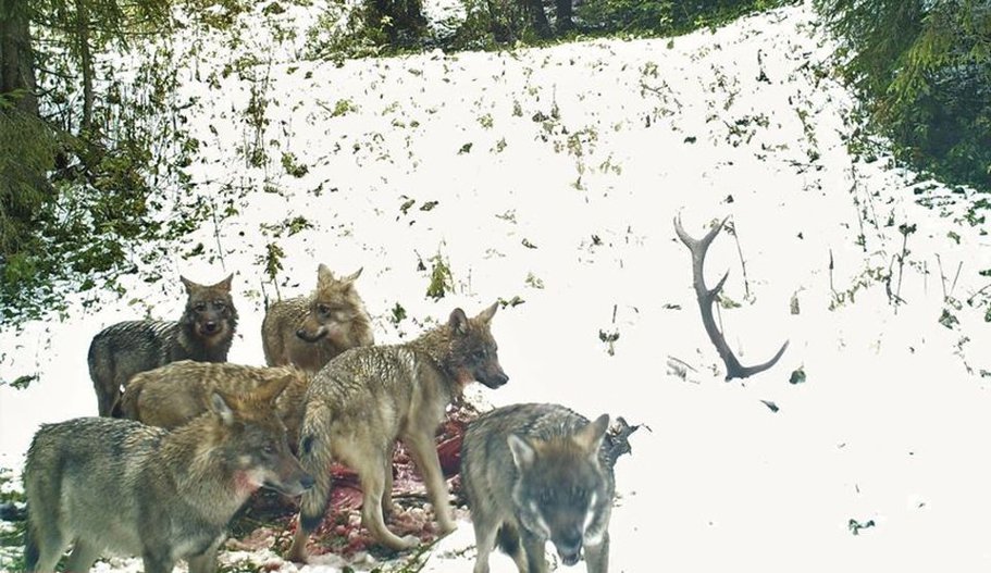 Imagini incredibile,haită de lupi devorând un cerb!