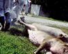 Alerta in Banat,pesta porcină, confirmată în Hunedoara!
