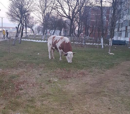 ,,M9 Evolution ,,atracția crescătorilor de animale!Liber la pășunat,fără taxe!