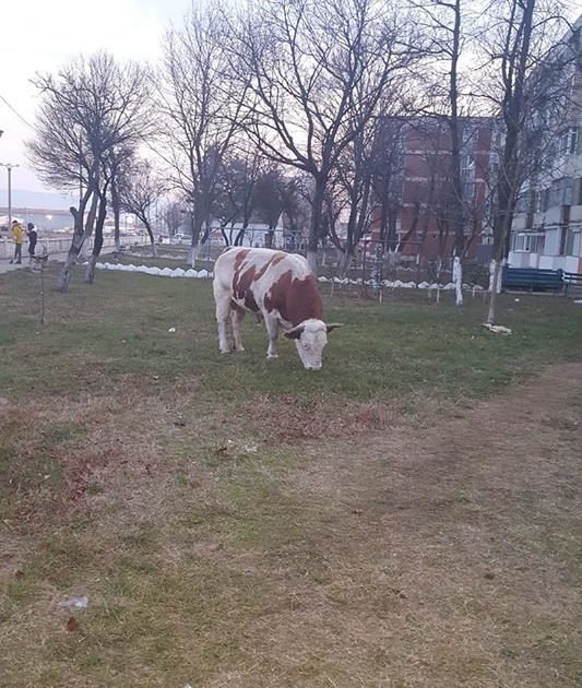 ,,M9 Evolution ,,atracția crescătorilor de animale!Liber la pășunat,fără taxe!