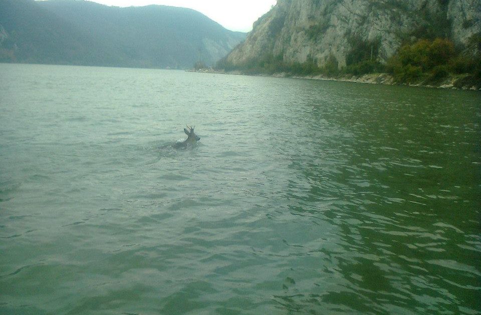 Politia de Frontiera din Clisura Dunarii surprinsa de tupeul ,,Cerbului migrant,,
