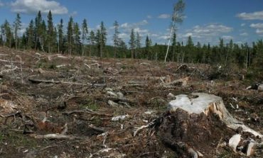 Comisia Europeană cere României să pună capăt exploatării forestiere ilegale