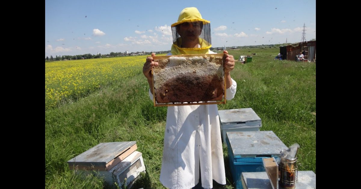 Rapiţa salvează sezonul producătorilor de miere de albine
