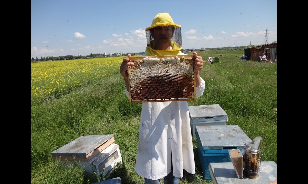 Rapiţa salvează sezonul producătorilor de miere de albine