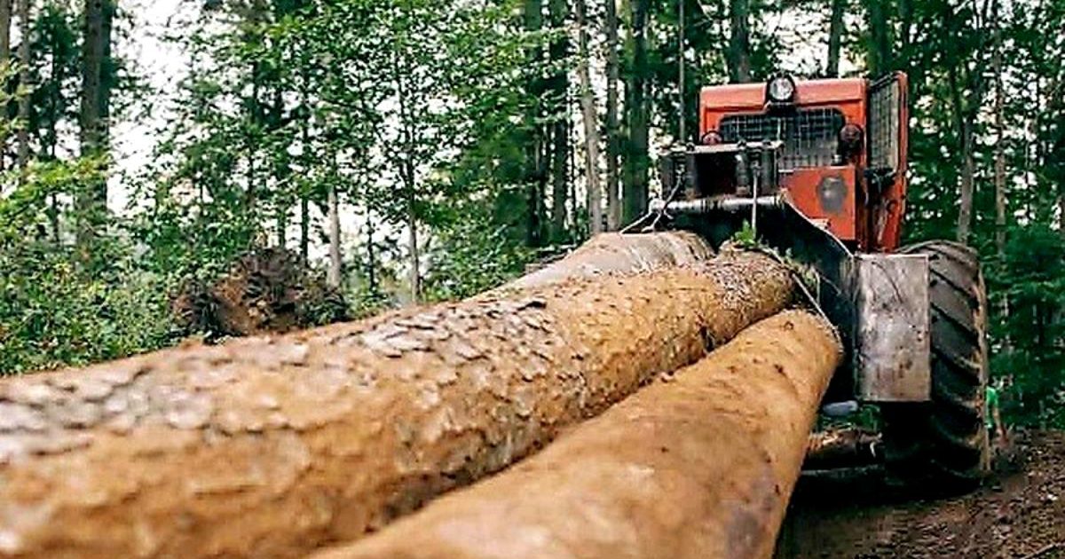 Cărăseni, taie lemn nu se joaca peste 1.300 de metri cubi de lemn au fost confiscaţi în Caraș-Severin, în ultimele două săptămâni