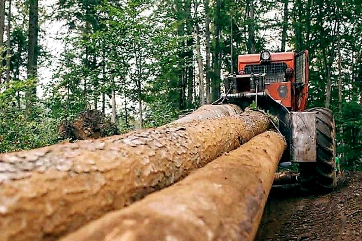 Cărăseni, taie lemn nu se joaca peste 1.300 de metri cubi de lemn au fost confiscaţi în Caraș-Severin, în ultimele două săptămâni