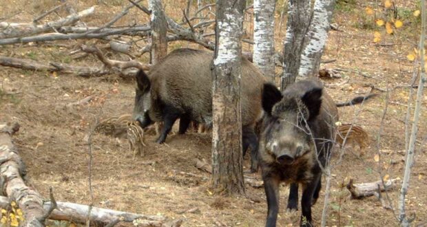 Alerta in Banat,pesta porcină, confirmată în Caras-Severin!Din 4 ianuarie toti porcii mistretii impuscati vor fi incinerati!!