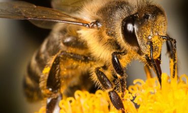 Partidul Verde este partener oficial al inițiativei civice europene ,,Salvați albinele și fermierii´´
