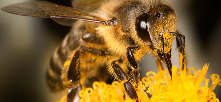 Partidul Verde este partener oficial al inițiativei civice europene ,,Salvați albinele și fermierii´´