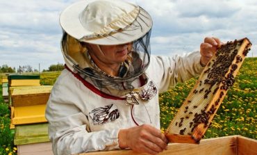 Apicultori rasufla usurati,mierea de albina contrafacuta dispare de pe rafturi