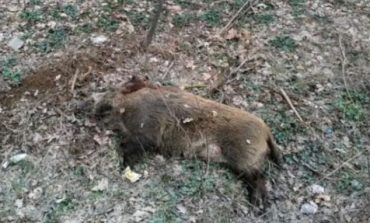 Porcii mistreți mor pe capete în pădurile din Timis!