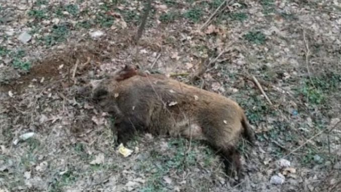 Porcii mistreți mor pe capete în pădurile din Timis!