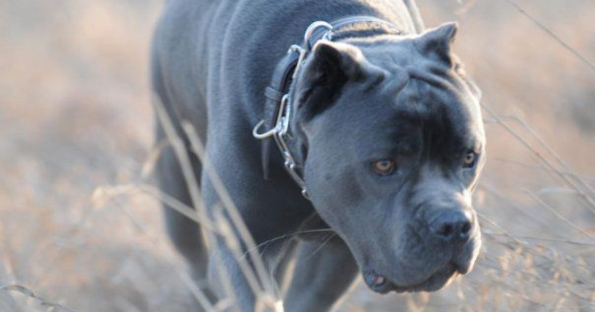 Caine de paza "Cane Corso", fără botniță și lesă,  asmuțit în repetate rânduri pe trecători. 