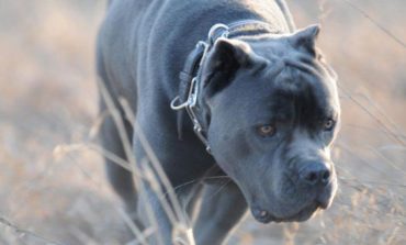 Caine de paza "Cane Corso", fără botniță și lesă,  asmuțit în repetate rânduri pe trecători. 