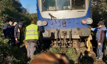 Circulația feroviară pe ruta Vasiova -Bocsa inchisa!Doi cai au deraiat un tren  !