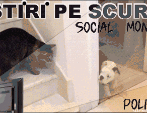 STIRI PE SCURT.FOARTE PE SCURT.SI PUTIN UMOR