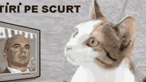 STIRI PE SCURT.FOARTE PE SCURT.SI PUTIN UMOR!!!