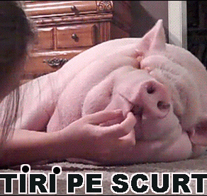 STIRI PE SCURT.FOARTE PE SCURT.SI PUTIN UMOR!
