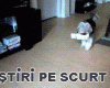 STIRI PE SCURT.FOARTE PE SCURT.SI PUTIN UMOR!!!