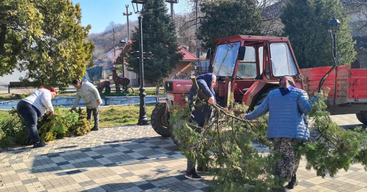 MOLDOVA NOUA: A INCEPUT TOALETAREA ARBORILOR DIN ORAS!