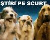 STIRI PE SCURT.FOARTE PE SCURT.SI PUTIN UMOR