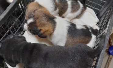 Cățelușă cu trei pui, abandonați în fața unui cabinet veterinar din Reșița-cel responsabil a fost sancționat cu amendă de 12.000 de lei