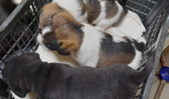 Cățelușă cu trei pui, abandonați în fața unui cabinet veterinar din Reșița-cel responsabil a fost sancționat cu amendă de 12.000 de lei