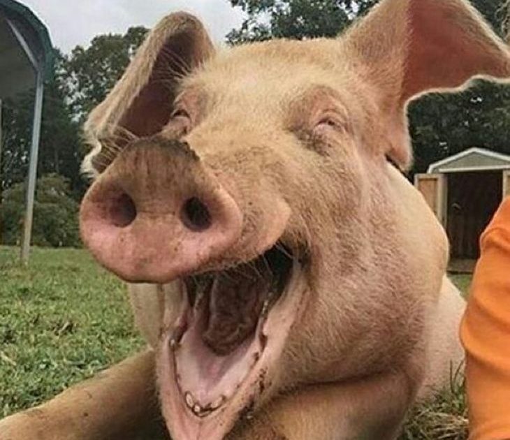 LEGEA PORCULUI E DE RASUL CURCILOR!