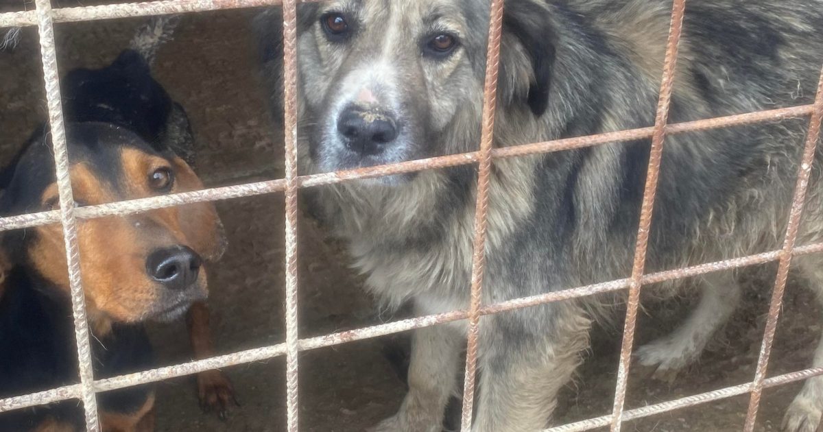 MOLDOVA NOUA. PENTRU O ZI, A FOST PRIMARIA PATRU LABUTE!